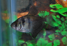 Longfin Black Tetra m/l