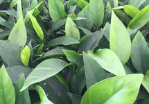 POTS A. NANGI MOTHER (Min. 1)