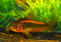 Cor. Orange Laser lg