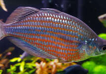 RAINBOWS | Ruinemans Aquarium Inc.