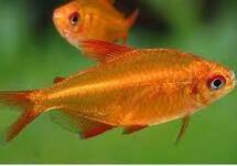 Red Cherry Tetra med