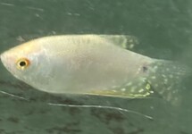 White Lavender Gourami med