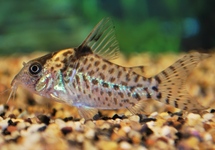 CORYDORAS