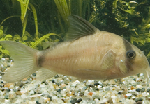 Cor. Metae sm
