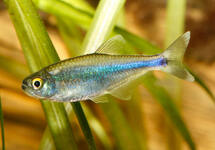 Blue Tetra med