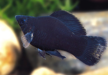 Black Molly med
