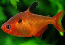 Brilliant Serpae Tetra m/l