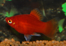 Platy Coral Dark Red med