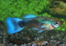 Guppy Male Blue Neon m/l