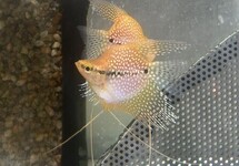 Pearl Balloon Gourami 1.75-2 inch