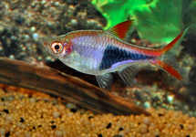 Harlequin Rasbora med