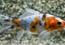 Shubunkins 2-2.5 inch