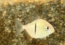 Black Barred Metynnis sm