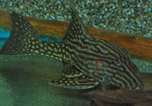 Spotted Royal Plec. L330- 6 -7 inch
