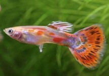 Guppy Male Pigeon Blood m/l