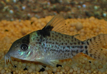 Cor. Punctatus med (Colombia)