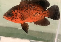 Red Chili Black Oscar 2 inch