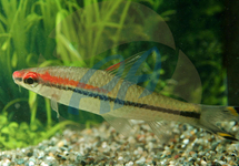 Roseline Torpedo Shark 1.75 inch