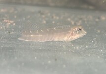 Gossamer Blenny Freshwater med