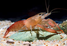 Red Spotted Shrimp Peru med