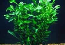 BUNCH HEDGE  GREEN (Min. 12)