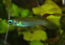Norman's Blue Lampeye med