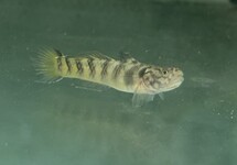 Yellow Stripe Goby med