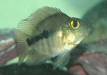 Parrot Cichlid Blood Red - juvenile