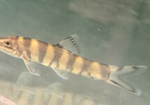 Kansu Loach med