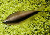 Black Emperor Tetra med