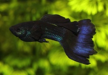 Guppy Male Blue Moscow med