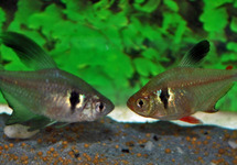 Black Phantom Tetra lg