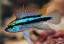 Apist. Trifasciata med