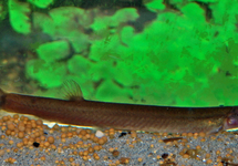 Black Kuhli Loach med