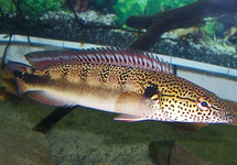Orange Pike Xingu med