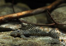 Tigris Plecostomus L257 med