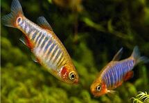 Emerald Dwarf Danio med