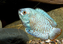 Blue Cobalt Dwarf Gourami m/l (males)