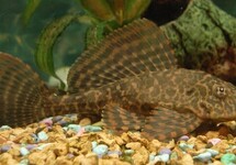 Hi Fin Red Spotted Plecostomus s/m