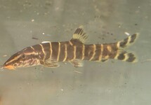 Gold Banded Chinese loach lg