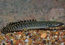 Ornatus Bichir 3 inch