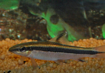 Flying Fox Algae Eater sm