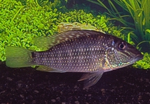 CICHLIDS - SOUTH AMERICA