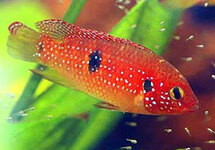 Jewel Cichlid 2 inch
