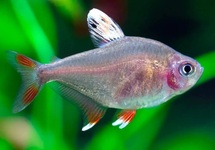 Ornatus White Fin Tetra med