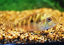 G. Surinamensis Colombia med
