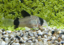 Cor. Panda Longfin med