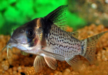 Cor. Melanistius lg (Colombia)