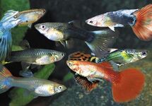 Guppy Female Mix m/l
