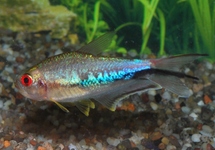 Rainbow Emperor Tetra med